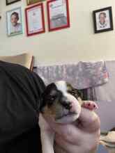 5 Dansk/Svensk Gårdhund til salg på købhund.dk