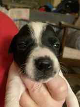 5 Dansk/Svensk Gårdhund til salg på købhund.dk