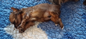 7 Bichon Havanais til salg på købhund.dk