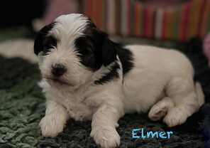 5 Bichon Havanais til salg på købhund.dk