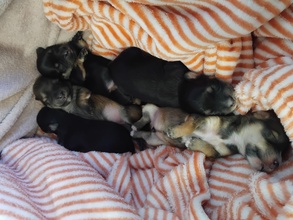 5 Bichon Havanais til salg på købhund.dk