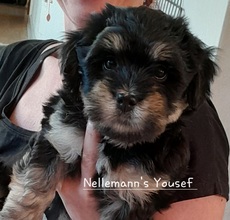 5 Bichon Havanais til salg på købhund.dk