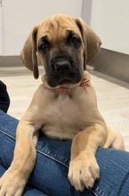 5 Grand Danois til salg på købhund.dk