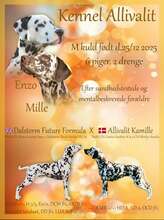 8 Dalmatiner til salg på købhund.dk