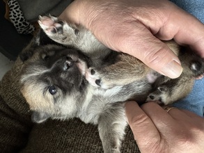 4 Islandsk Fårehund til salg på købhund.dk