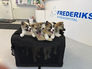 4 Islandsk Fårehund til salg på købhund.dk