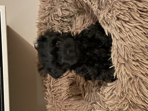 1 Russkaya Tsvetnaya Bolonka til salg på købhund.dk