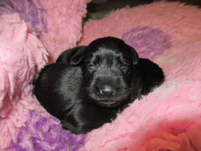 5 Dværgschnauzer, sort til salg på købhund.dk