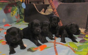 5 Dværgschnauzer, sort til salg på købhund.dk