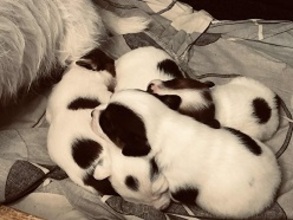 6 Jack Russell Terrier til salg på købhund.dk