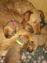 5 Irsk Terrier til salg på købhund.dk