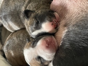 2 Bull Terrier til salg på købhund.dk