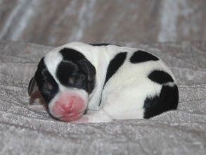 5 Dansk/Svensk Gårdhund til salg på købhund.dk