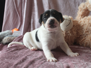 5 Dansk/Svensk Gårdhund til salg på købhund.dk