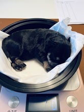 6 Dværgschnauzer, sort/sølv til salg på købhund.dk