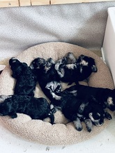 6 Dværgschnauzer, sort/sølv til salg på købhund.dk