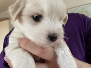 5 Coton de Tulear til salg på købhund.dk