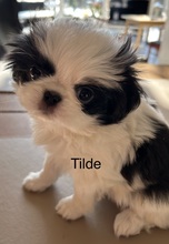 4 Japanese Chin til salg på købhund.dk