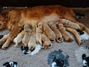 9 Golden Retriever til salg på købhund.dk