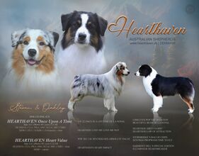 4 Australian Shepherd til salg på købhund.dk