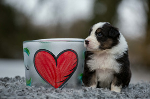 8 Australian Shepherd til salg på købhund.dk
