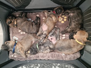 6 Cairn Terrier til salg på købhund.dk