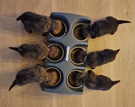 6 Cairn Terrier til salg på købhund.dk