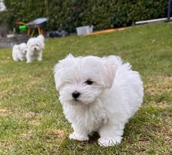 4 Malteser til salg på købhund.dk
