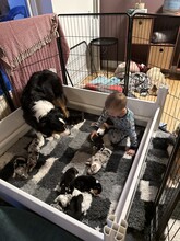 9 Australian Shepherd til salg på købhund.dk