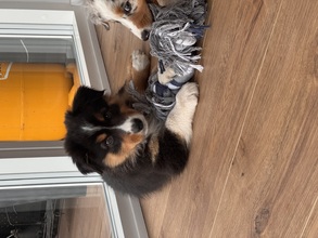 9 Australian Shepherd til salg på købhund.dk