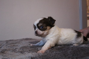 1 Chihuahua, korthåret til salg på købhund.dk