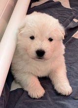 6 Hvid Schweizisk Hyrdehund til salg på købhund.dk