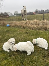 6 Bichon Frisé til salg på købhund.dk