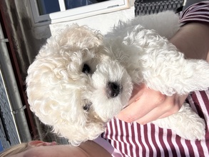 6 Bichon Frisé til salg på købhund.dk