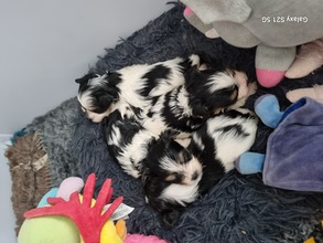 4 Biewer til salg på købhund.dk