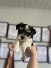 4 Biewer til salg på købhund.dk