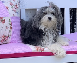 4 Löwchen til salg på købhund.dk