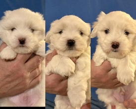 3 Coton de Tulear til salg på købhund.dk