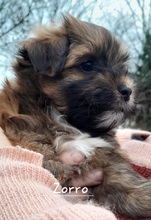 4 Bichon Havanais til salg på købhund.dk