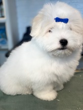 3 Coton de Tulear til salg på købhund.dk