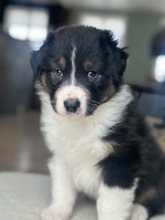 4 Australian Shepherd til salg på købhund.dk