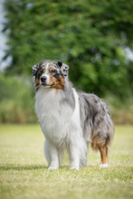 4 Australian Shepherd til salg på købhund.dk