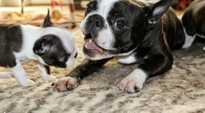 5 Boston Terrier til salg på købhund.dk