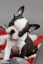 5 Boston Terrier til salg på købhund.dk