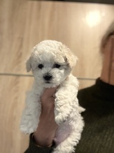 3 Bichon Frisé til salg på købhund.dk