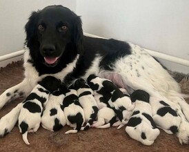 9 Stabyhoun til salg på købhund.dk