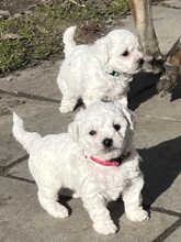 3 Bichon Frisé til salg på købhund.dk