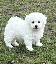 3 Bichon Frisé til salg på købhund.dk