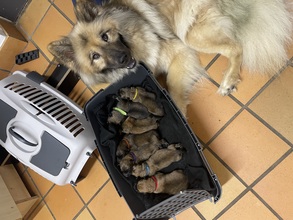 7 Eurasier til salg på købhund.dk