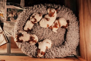 5 Breton til salg på købhund.dk